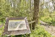 Moor Copse Nature Reserve (1)