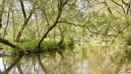 Moor Copse Nature Reserve (3)